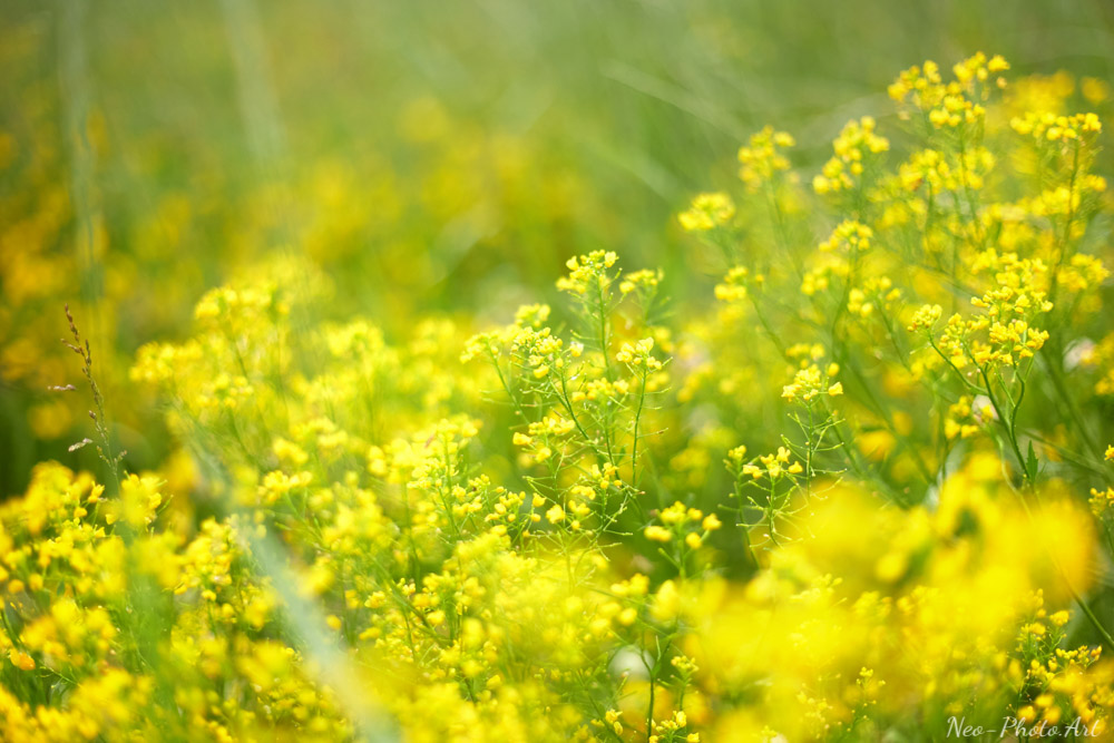 природа природа